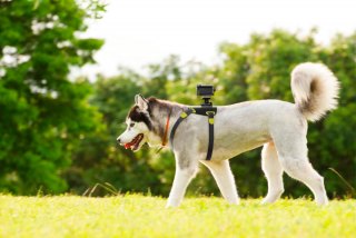aka-dm1 Sony HDR-AS30VR для собак