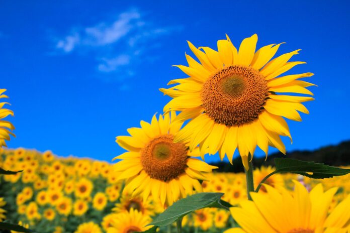 sunflowers-ukraine StandwithUkraine